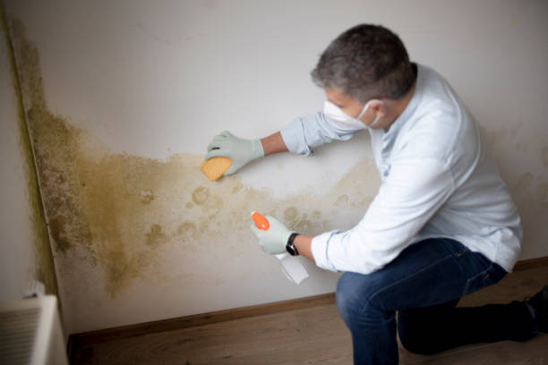 Best Mold Prevention Services  in Parkston, SD