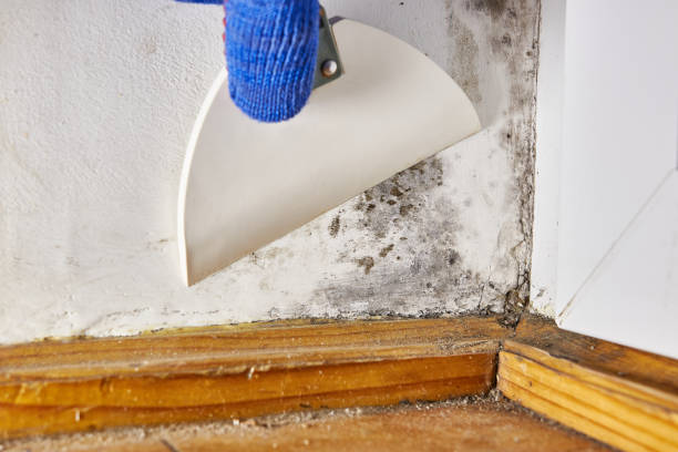 Best Mold Remediation for Healthcare Facilities  in Parkston, SD