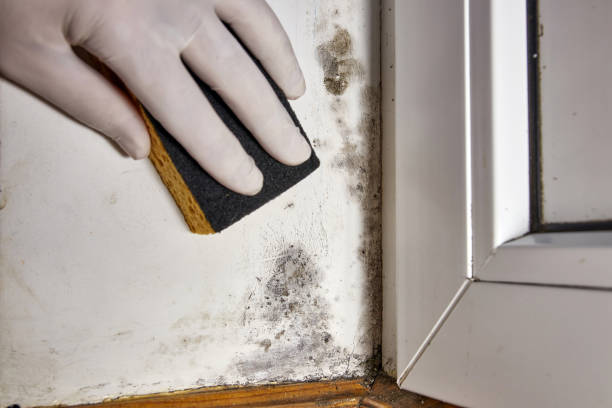 Best Mold Documentation for Insurance Claims  in Parkston, SD